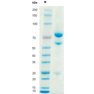 GMP-TL112 Anti-Human CD20 mAb Targeted induction of B cell apoptosis