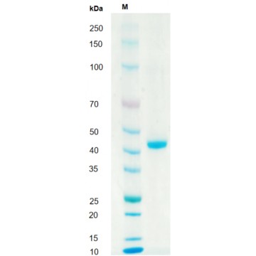 Recombinant Human TGF-β3 Protein