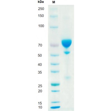 GMP-TL778 Anti-Human CD137 mAb Induces T cell proliferation and cytokine secretion