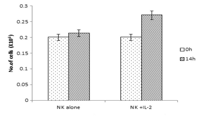 NK cells (1).jpg