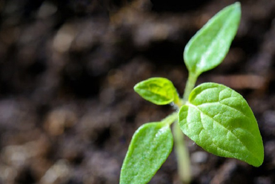 zero valent iron powder for environmental remediationqda