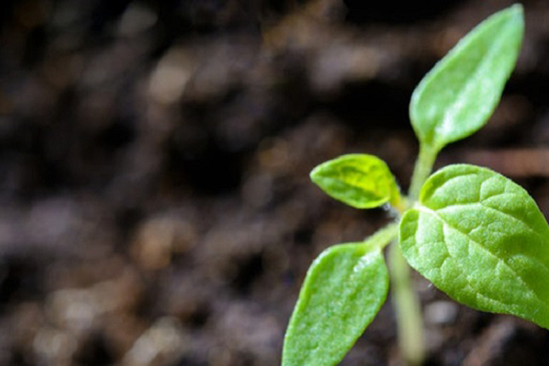 Iron Powder For Environmental Remediation (ZVI)