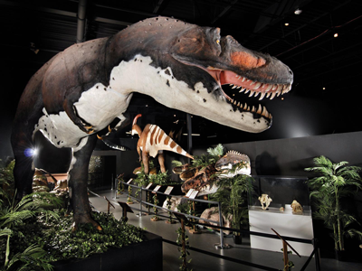 animatronic-dinosaur-in-Showroomssqp