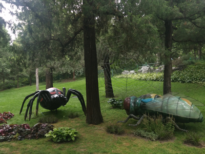 spider-and-cicada-look-at-each-otherp7k