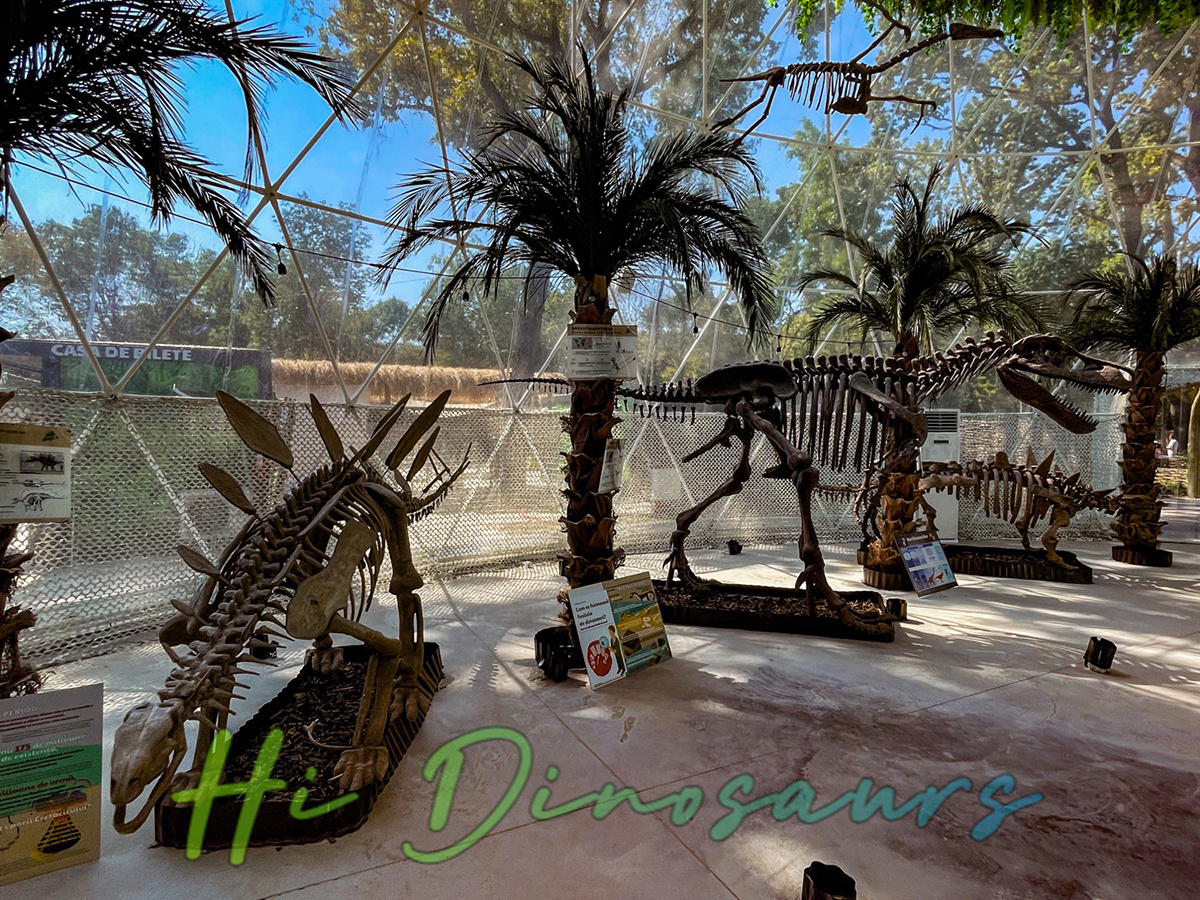 dinosaur skeletons