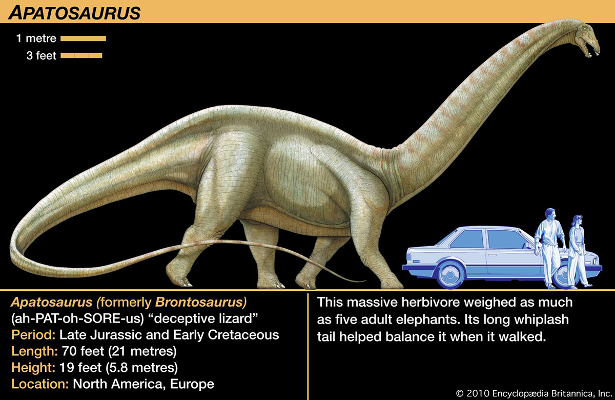 Apatosaurus