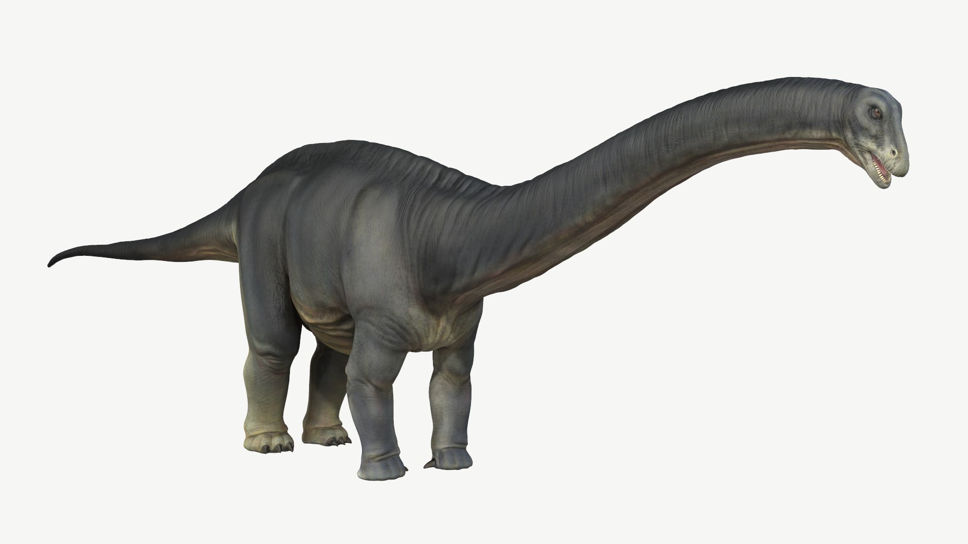 Apatosaurus
