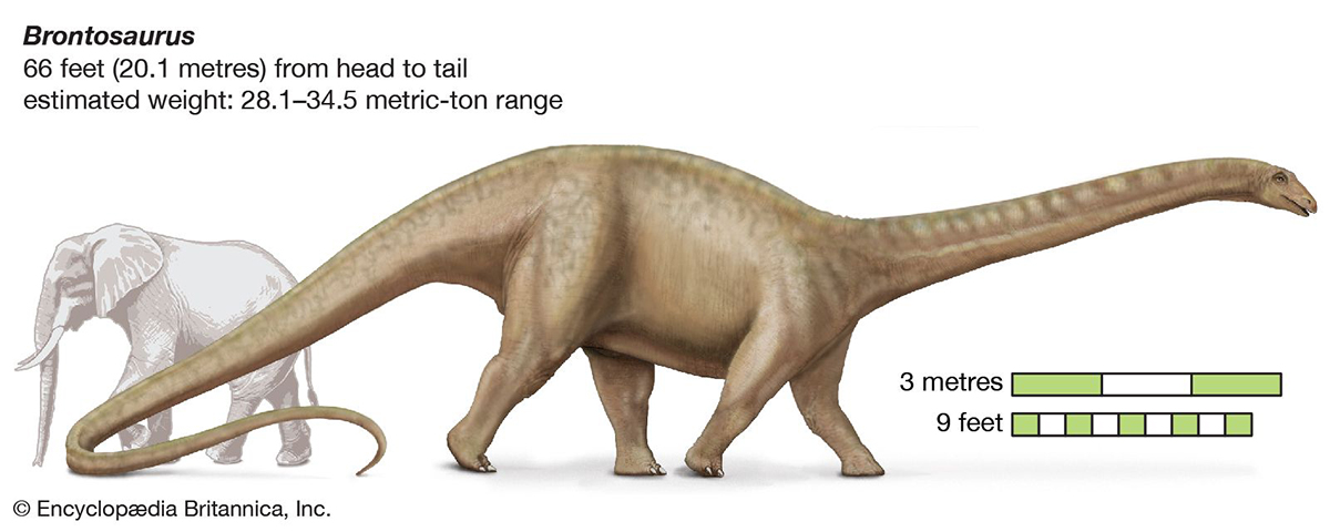 Brontosaurus