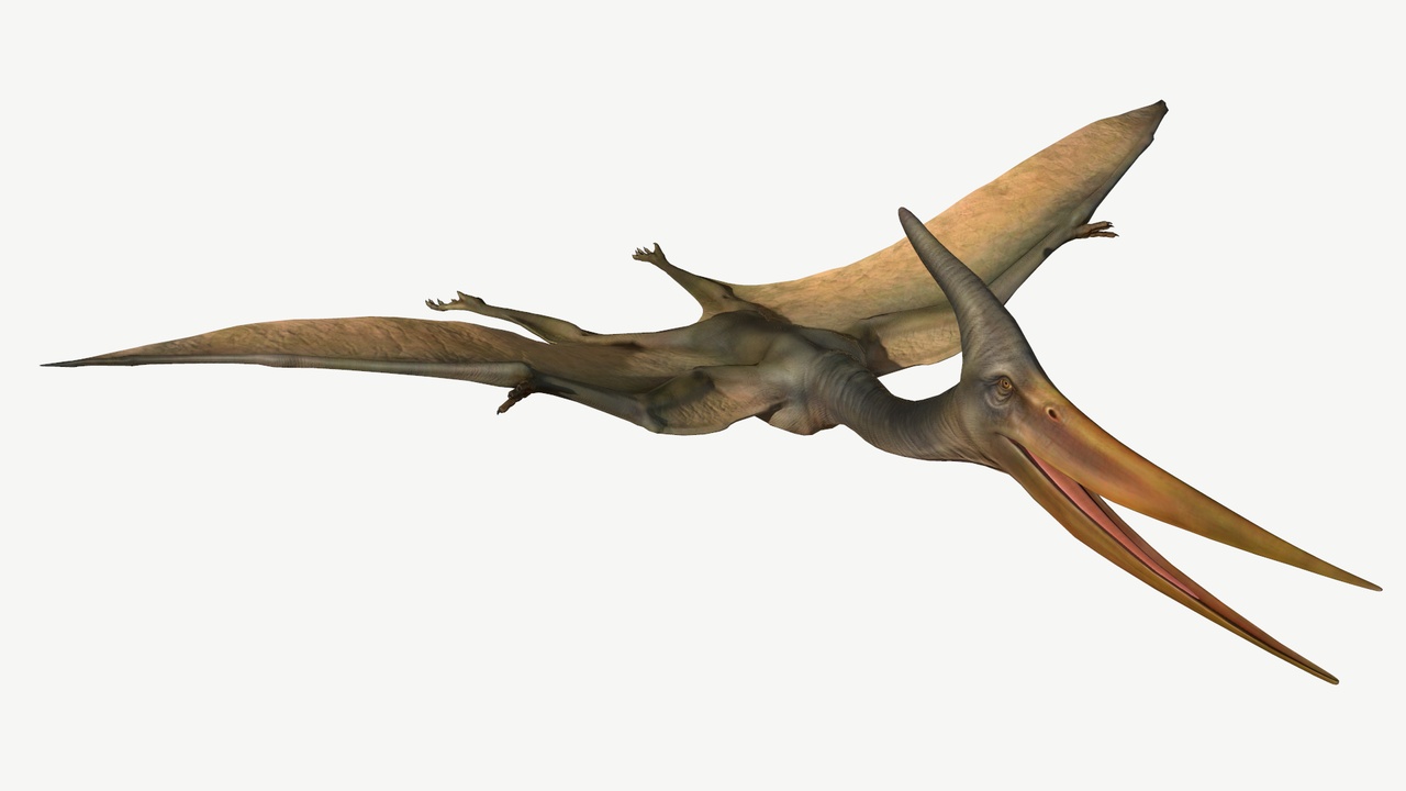 Pterosaur