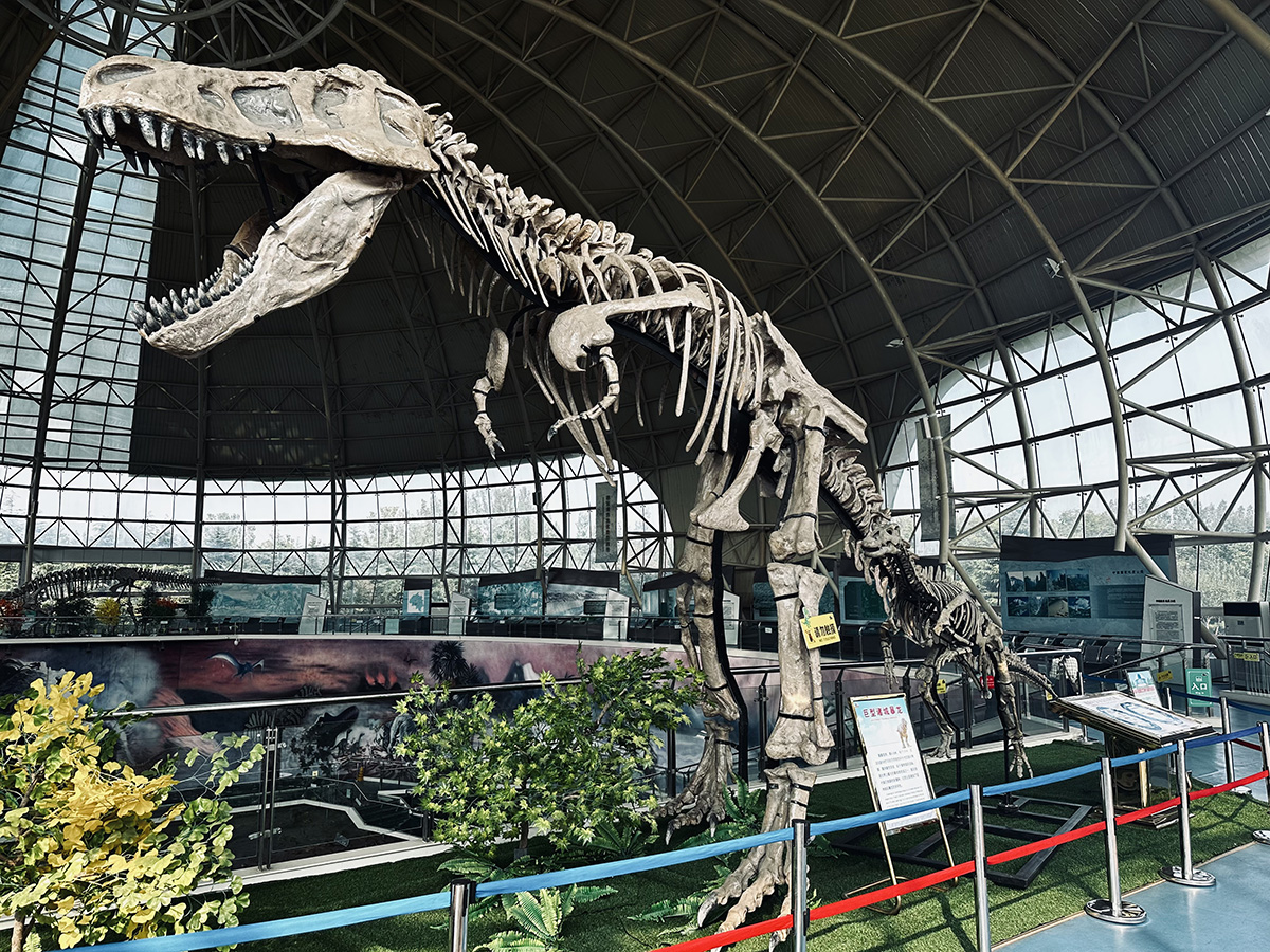 Réplica do esqueleto de Zhuchengtyrannus