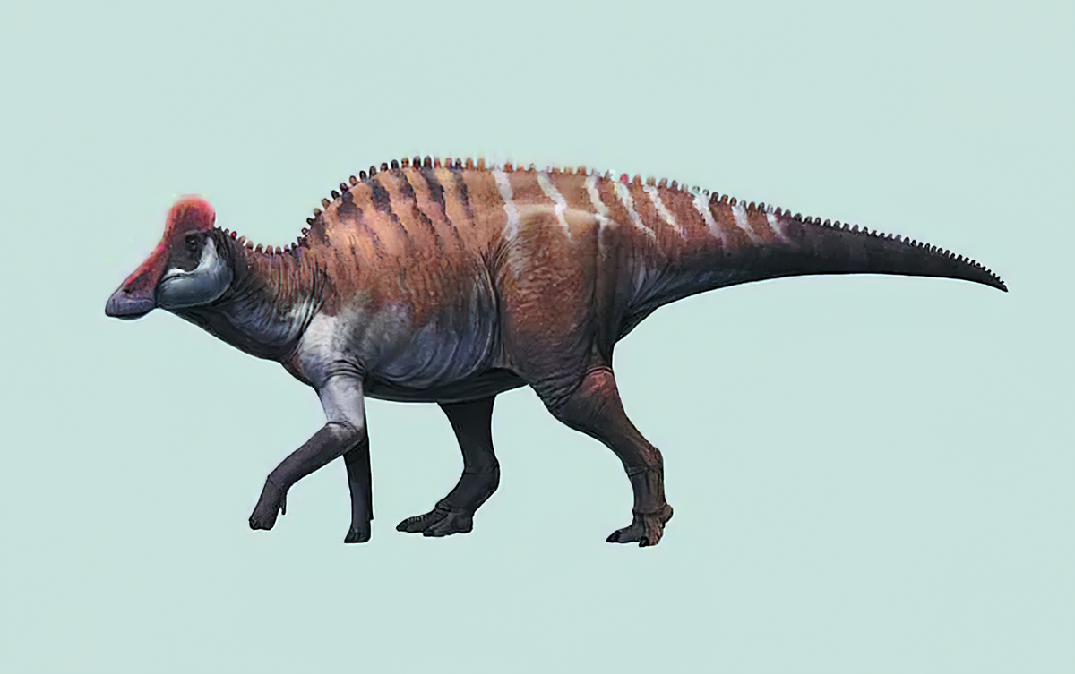 Restoration drawing of a Lambeosaurini