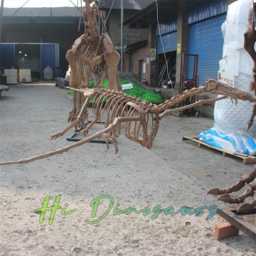 Skelette des Jurassic Dinosauriers Angustinaripterus zu verkaufen