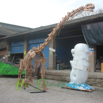 Dinosaurierskelettmodell des Lapparentosaurus in Originalgröße