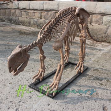 Australisches Dinosaurier-Minmi-Skelett in Lebensgröße zu verkaufen