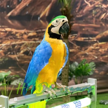 Lebensechte animatronische Papageienmodelle für Indoor-Themenparks