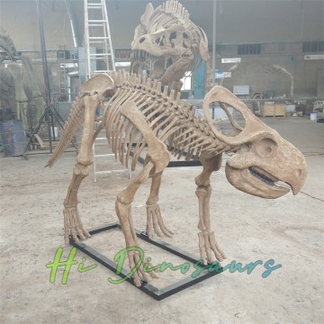 Anpassung Dinosaurierskelett Protoceratops Skelettmodell