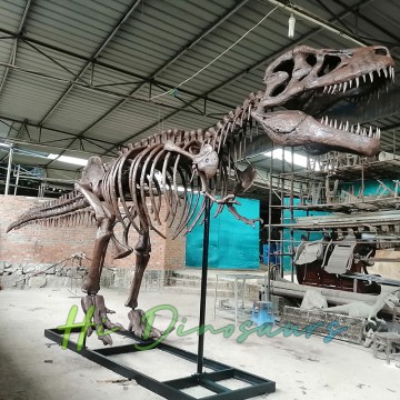 Tyrannosaurus Rex Dinosaur Skeleton For Sale