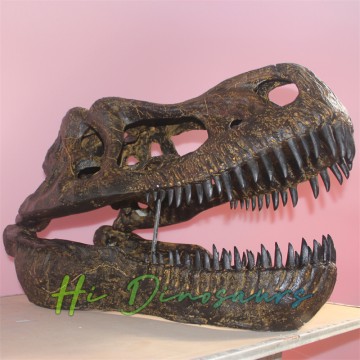 Großes Tyrannosaurus Rex-Schädelfossil für Museum