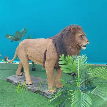 Realist Həyat Ölçüsü Animatronik Aslan Satılır