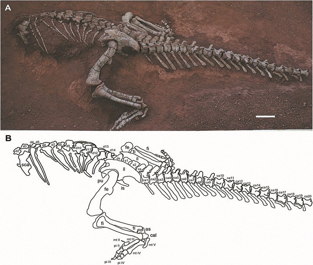 Xingxiulong yueorum fossil.jpg