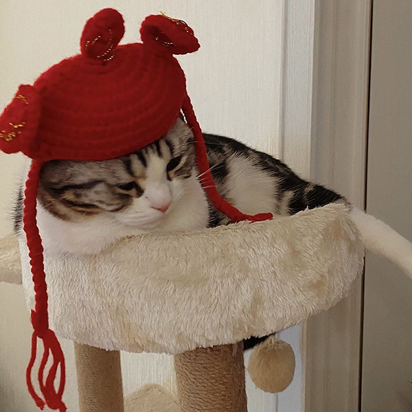 cat-cap1u5y