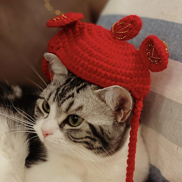 cat-hat1e1j
