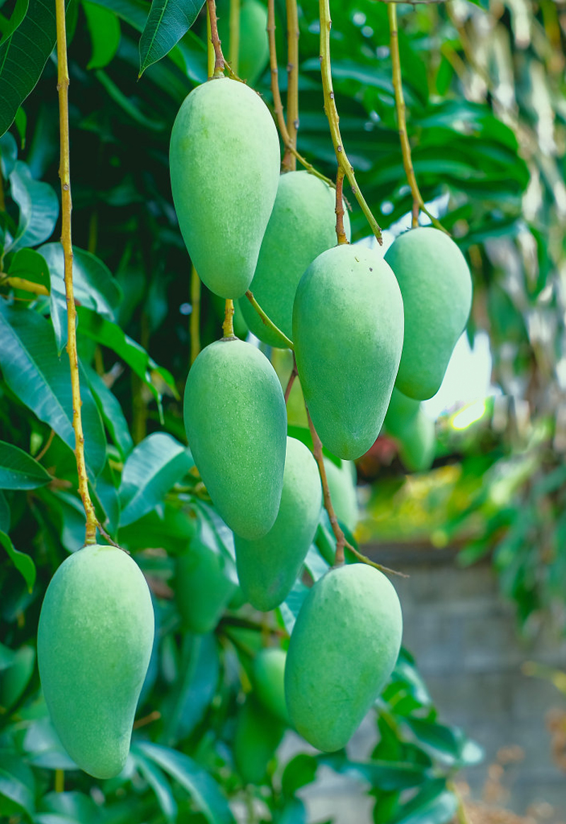 mangguoifq