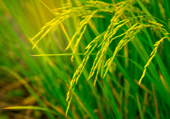 Rice-and-wheatvej