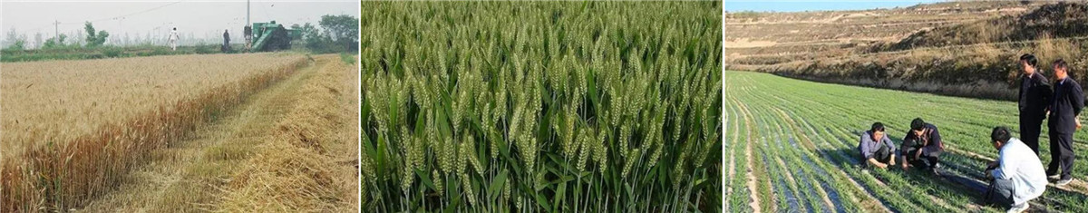 Weed Control (1).jpg