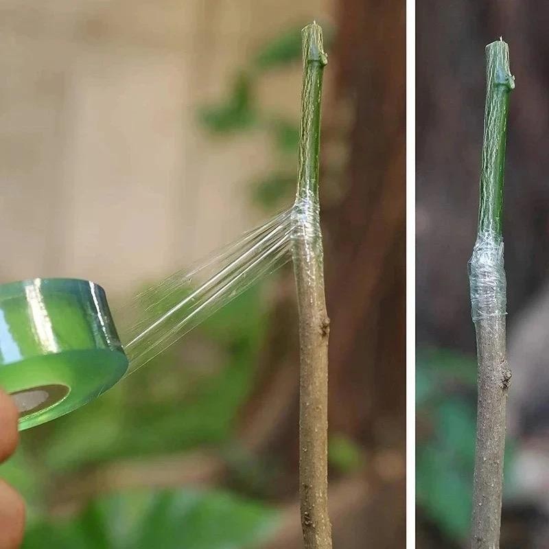 Versatile PVC Stretch Film: The Ultimate Solution for Plant Grafting