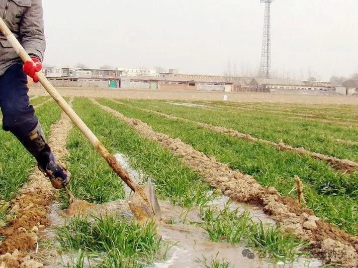 Why Winter Watering is Essential for Wheat: Ensuring a Bountiful Harvest