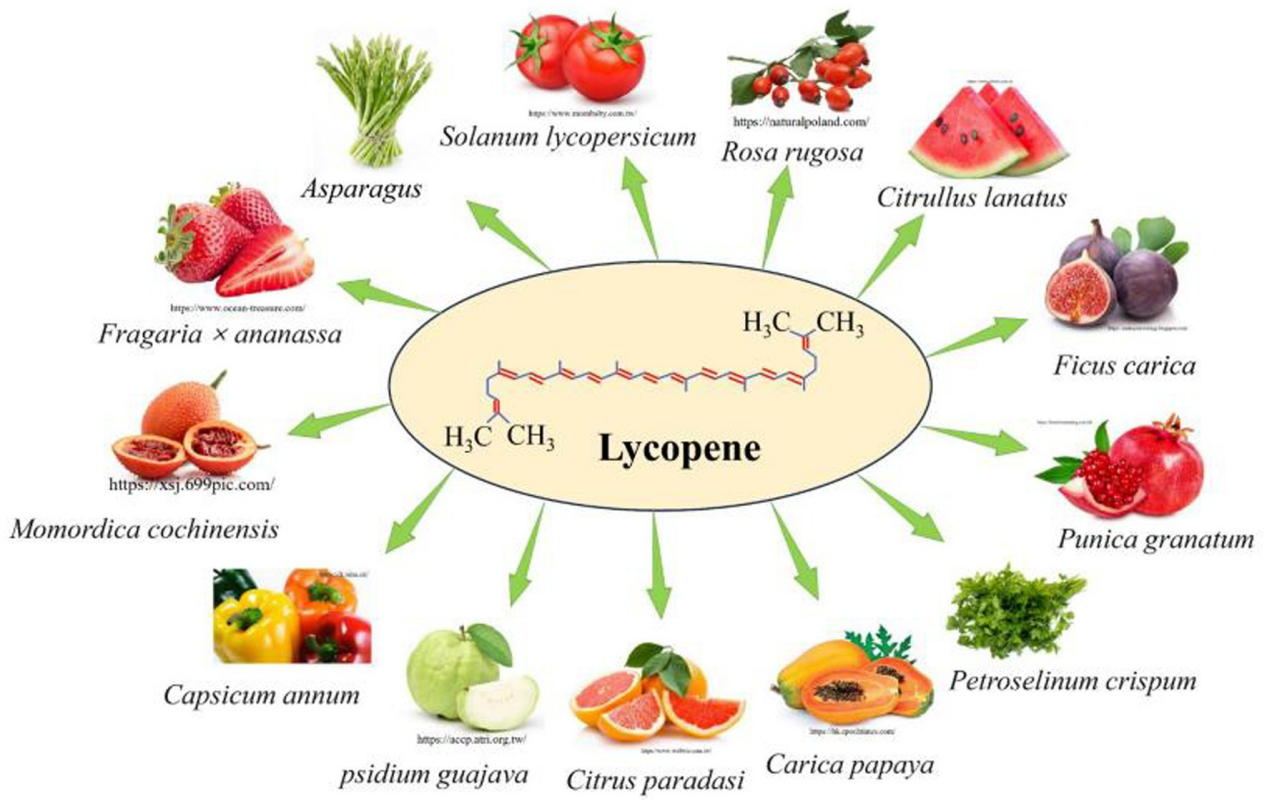 Lycopene1