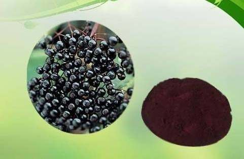 Черный сморрант антоцианин: естественный стимулятор здоровья привлекает внимание всего мира