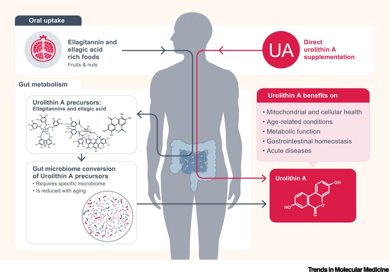Why Urolithin A Should Be a Staple in Your Health and Wellness Regimen