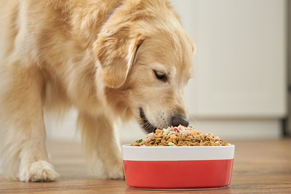 Pet Food and Animal Nutrition