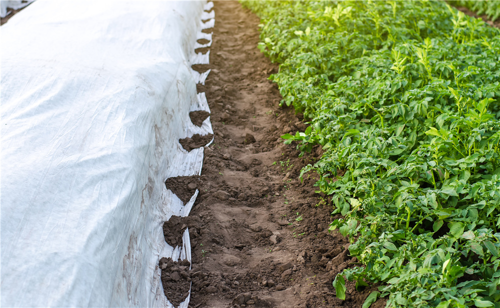 agriculturevfv