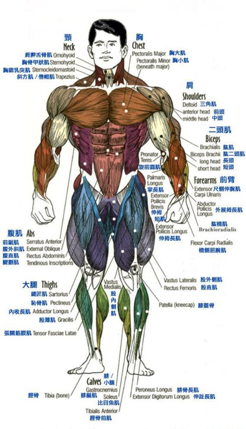 肌肉图