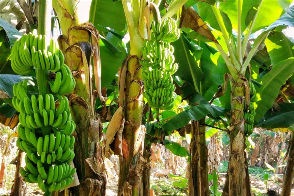banana fruit trees