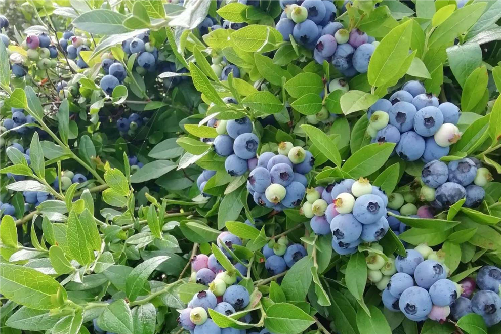 blueberries-fruit-tree