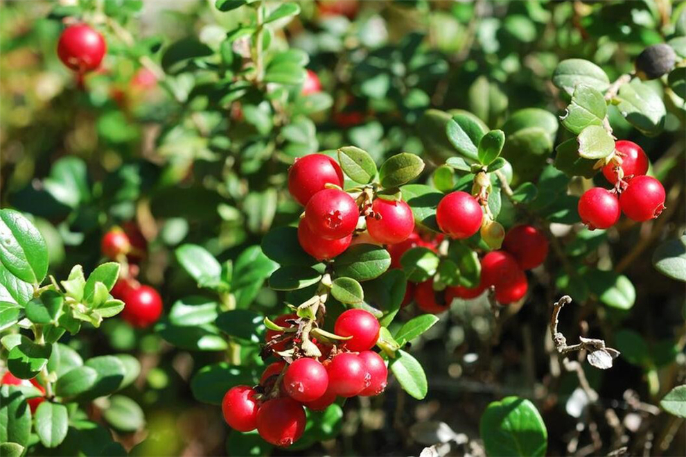 cranberry-fruit-tree