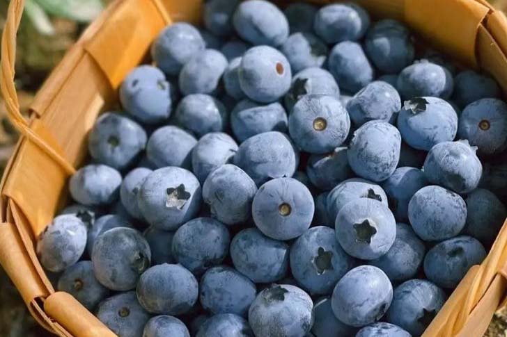 fresh-blueberries-fruit