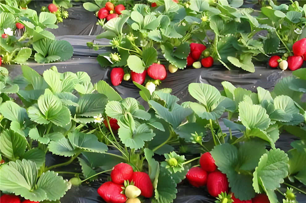 fresh strawberries from our farm