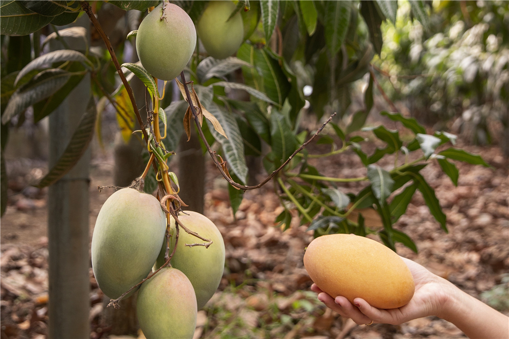 mango-fruit-tree