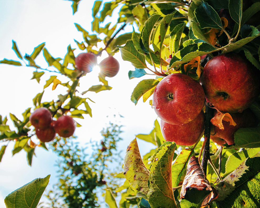 apple tree apple farm
