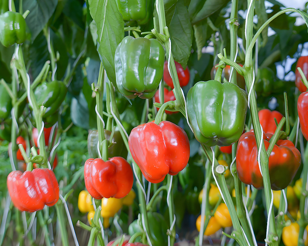 color-bell-pepper-farm