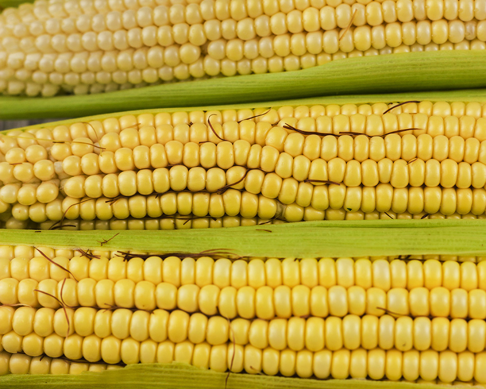 fresh sweet corn