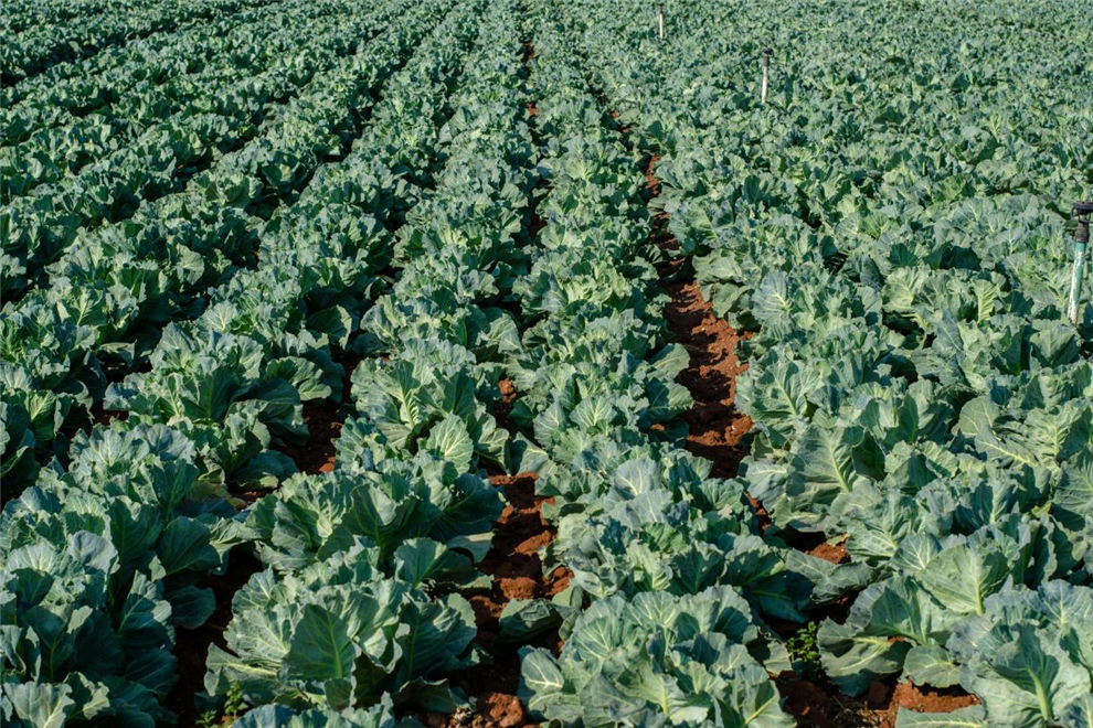 Our Farm (7)