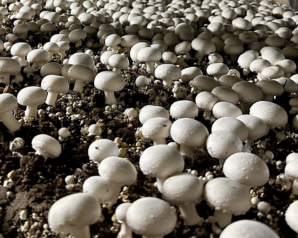 our mushroom greenhouse