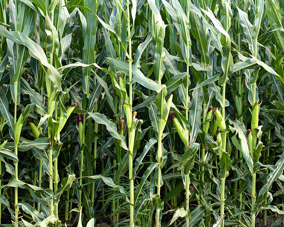 sweet corn farm