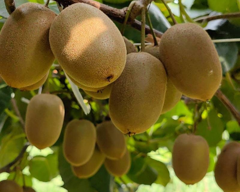fresh kiwi fruit